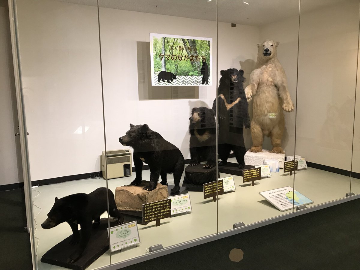 大熊猫 真浜 剥製の熊さん 王子動物園