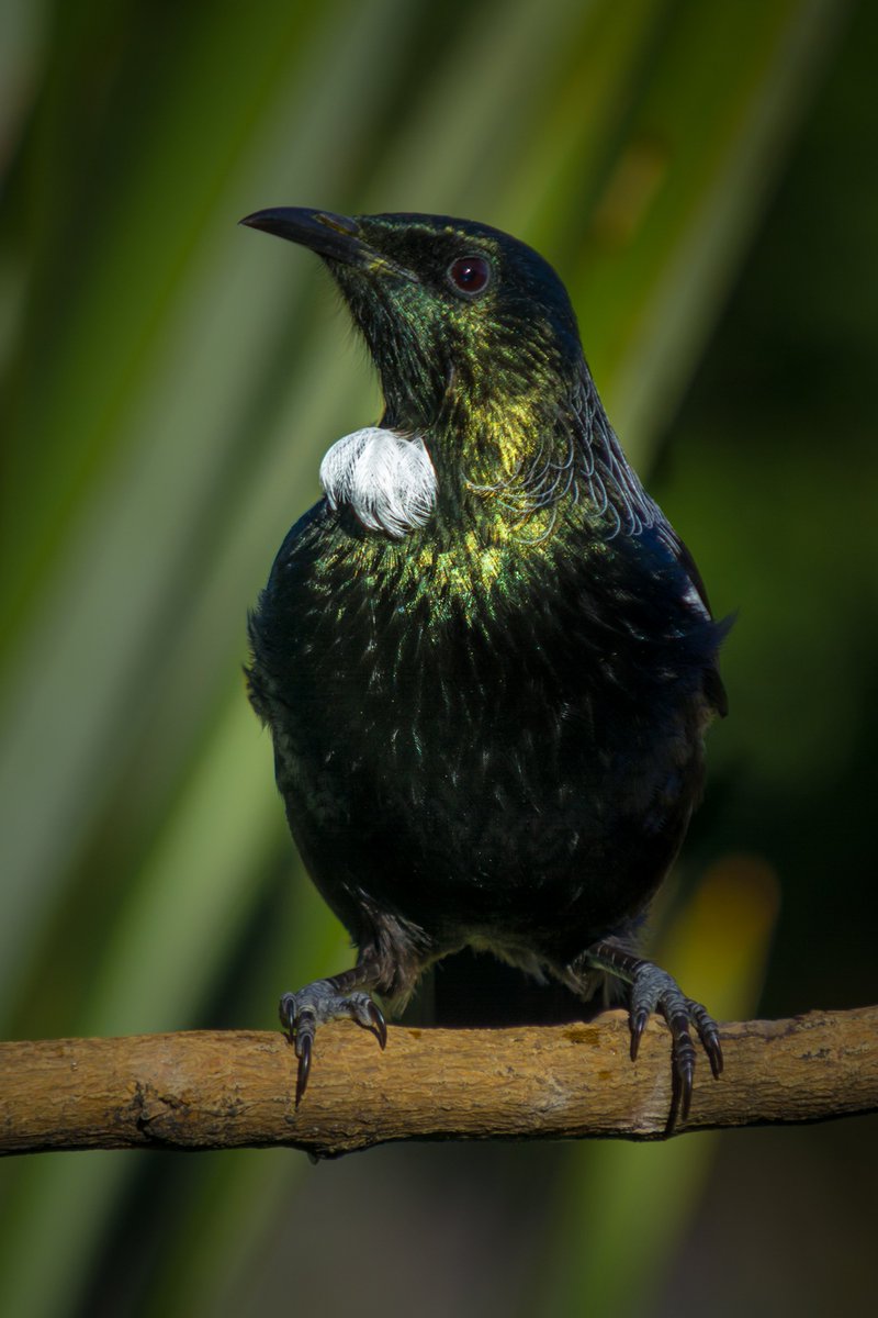 five15design's tweet photo. I'm always stunned to capture the iridescent colours of a Tui in the late evening sun, belying their black &amp; white tuft persona.

 #NZGBS #CompanyBayBirds #OtagoPeninsula 

@otagopeninsula @OPBG11 @LCR_NZ @Forest_and_Bird  @docgovtnz @NZScienceLearn https://t.co/rAmMbGhxdm