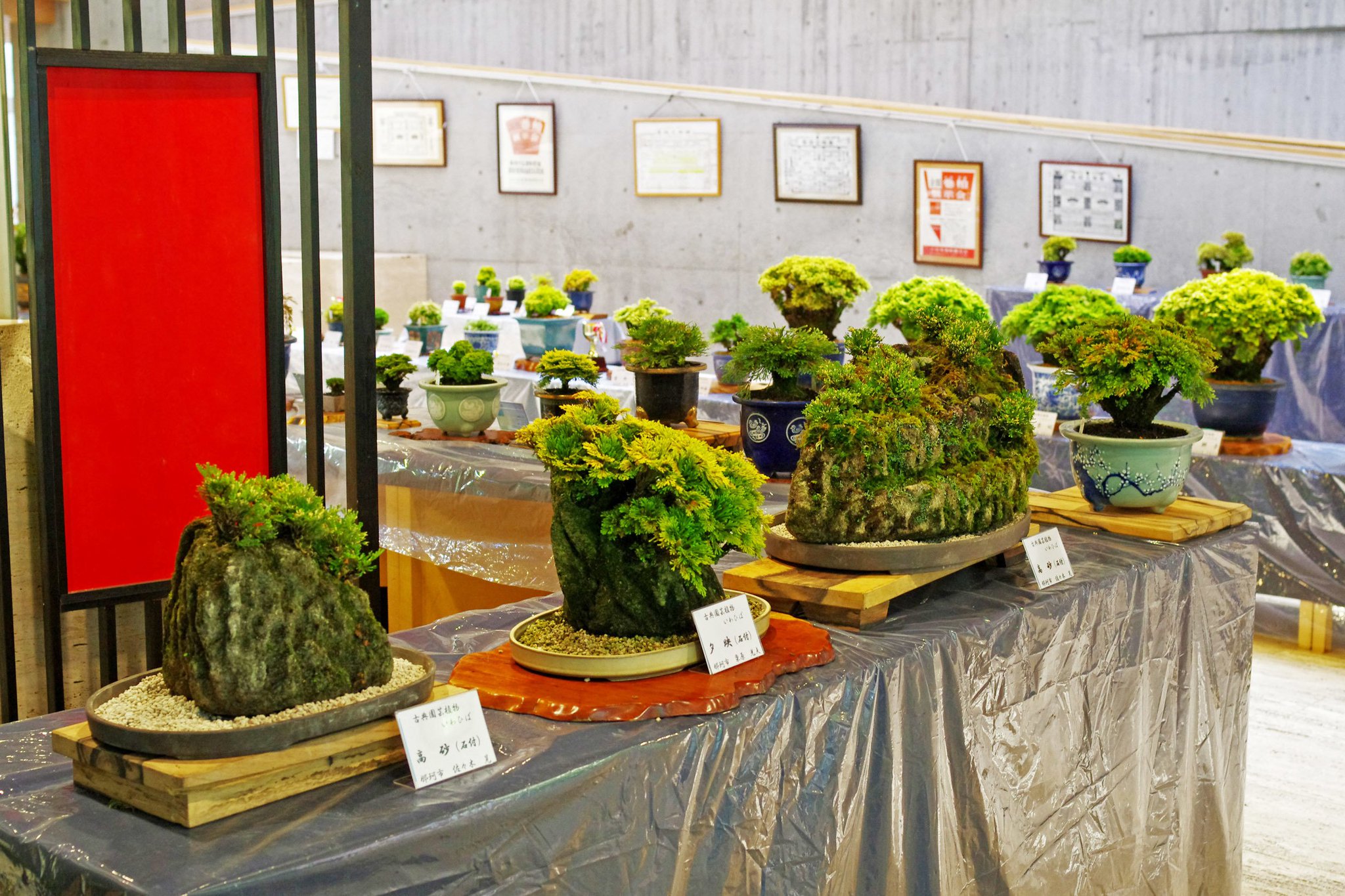 水戸市植物公園 Twitterissa 展示会 古典園芸植物 春のいわひば展示大会 は本日最終日 古典園芸植物でもあるイワヒバ 春の新緑から秋の素晴らしい紅葉に至るまで特性ある色彩をもつイワヒバを展示 販売します みなさんのご来園をお待ちしています 水戸市植物公園 Twitterissa 展示会 古典園芸植物 春のいわひば展示大会 は本日最終日 古典園芸植物でもあるイワヒバ 春の新緑から秋の素晴らしい紅葉に至るまで特性ある色彩をもつイワヒバを展示 販売します みなさんのご来園をお待ちしています