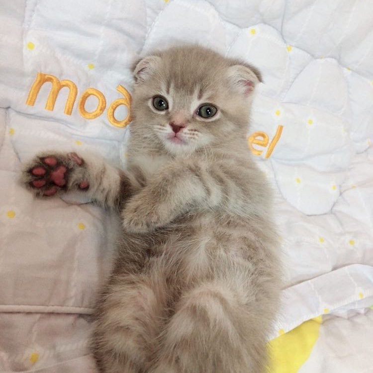 เจตน์ tweet media