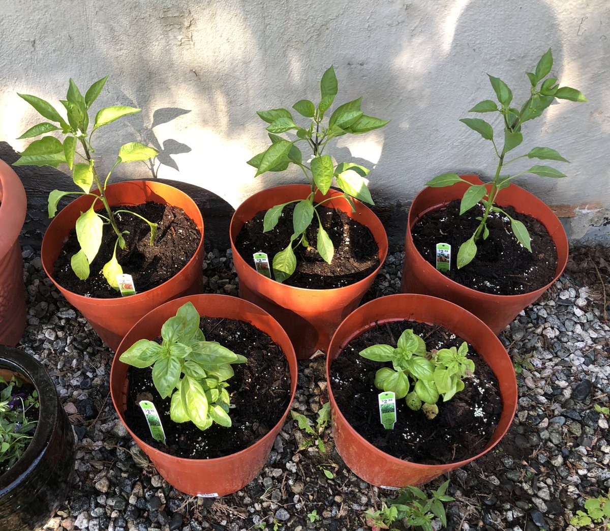 My favourite garden activity is getting my children involved and watching them plant, nurture and grow their gardens every summer! It is so awesome to see their excitement and engagement! @Gardens_BC #exploreBCgardens #GardenDaysCanada