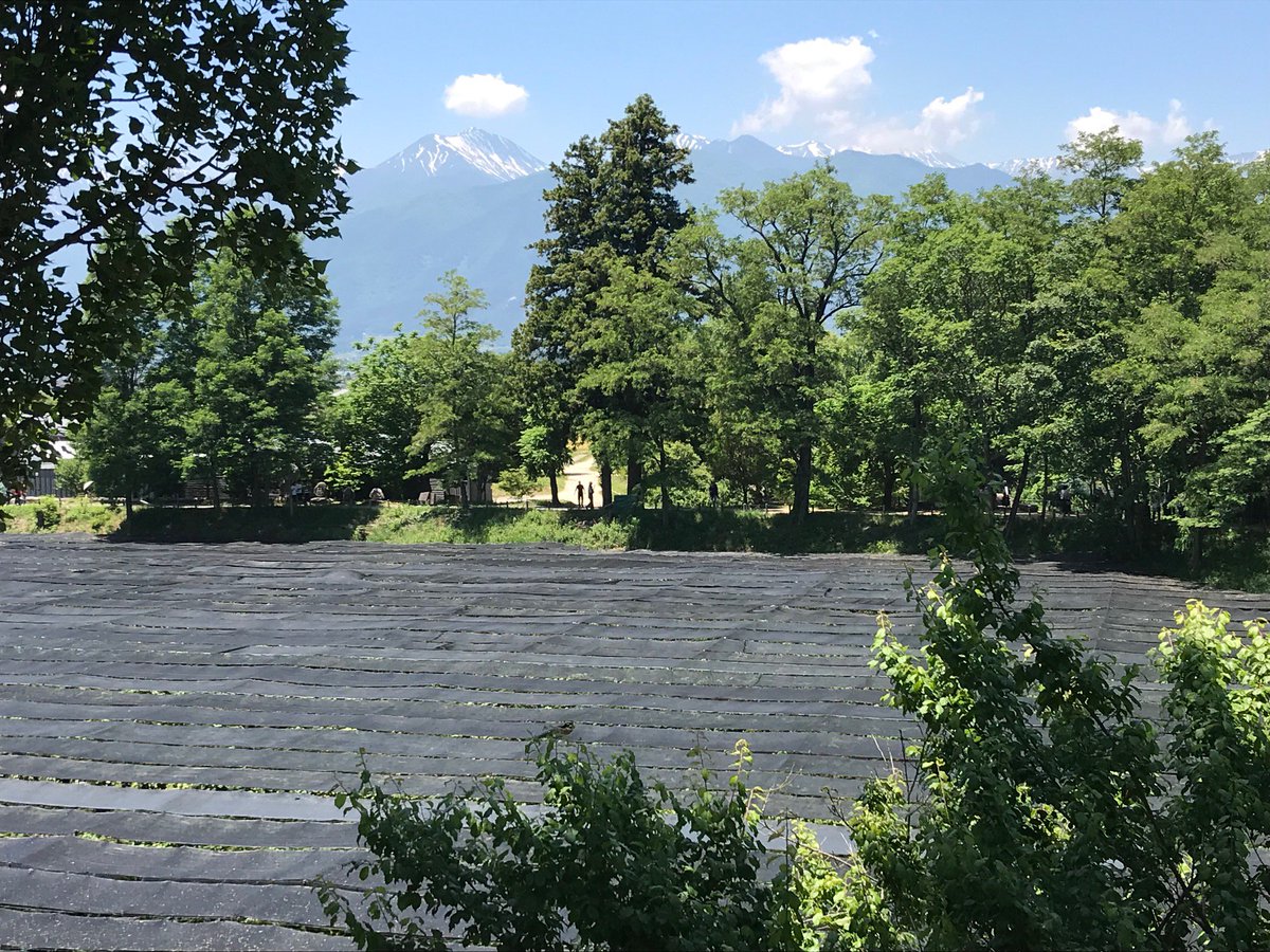 MichelinGuideUK's tweet photo. Escaped #Tokyo for a day and visited a #wasabi farm https://t.co/44Xjt5UtBE