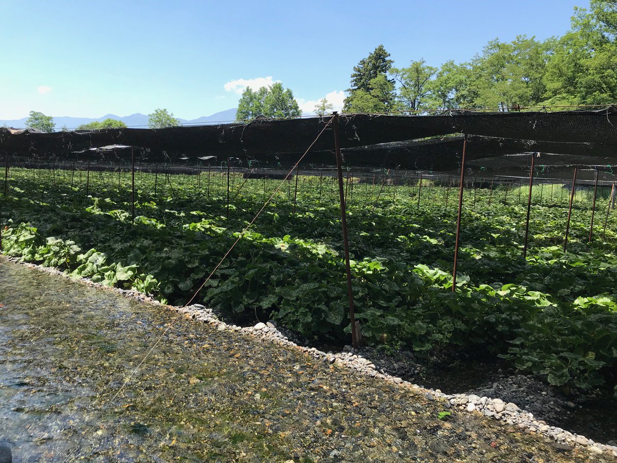 MichelinGuideUK's tweet photo. Escaped #Tokyo for a day and visited a #wasabi farm https://t.co/44Xjt5UtBE