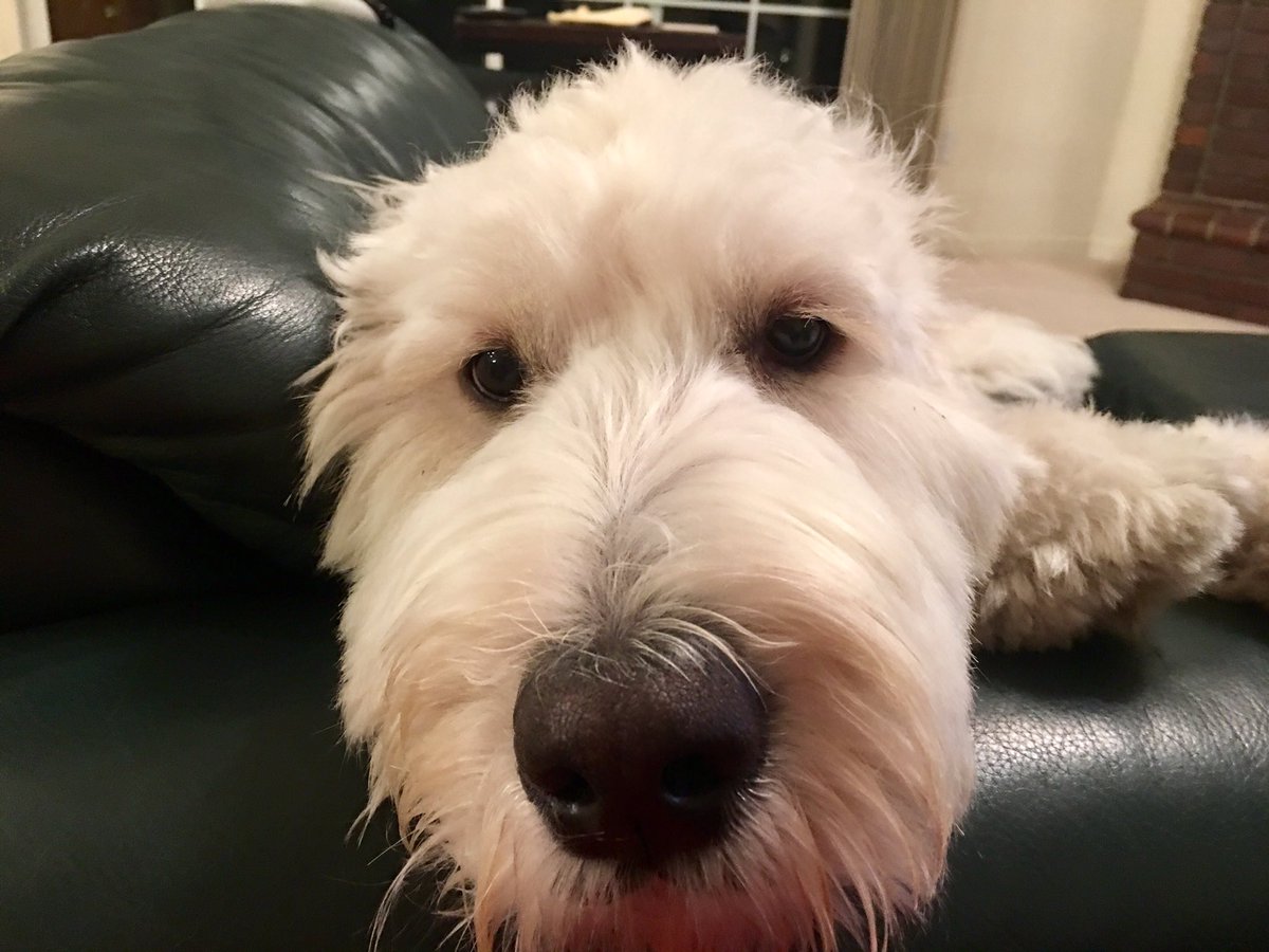 EricaCFlor's tweet image. This gorgeous boy ate my shoes and I'm struggling to be mad at that face