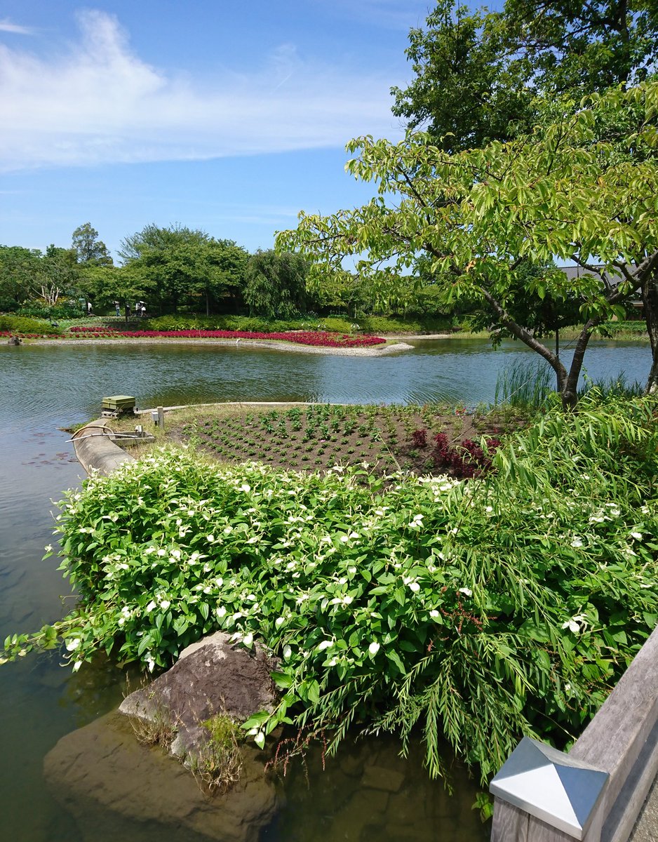 さっちゃぼ A Twitter なばなの里 あじさい祭り見て お茶 と桑名名物 安永餅 で一腹 なばなの里 あじさい