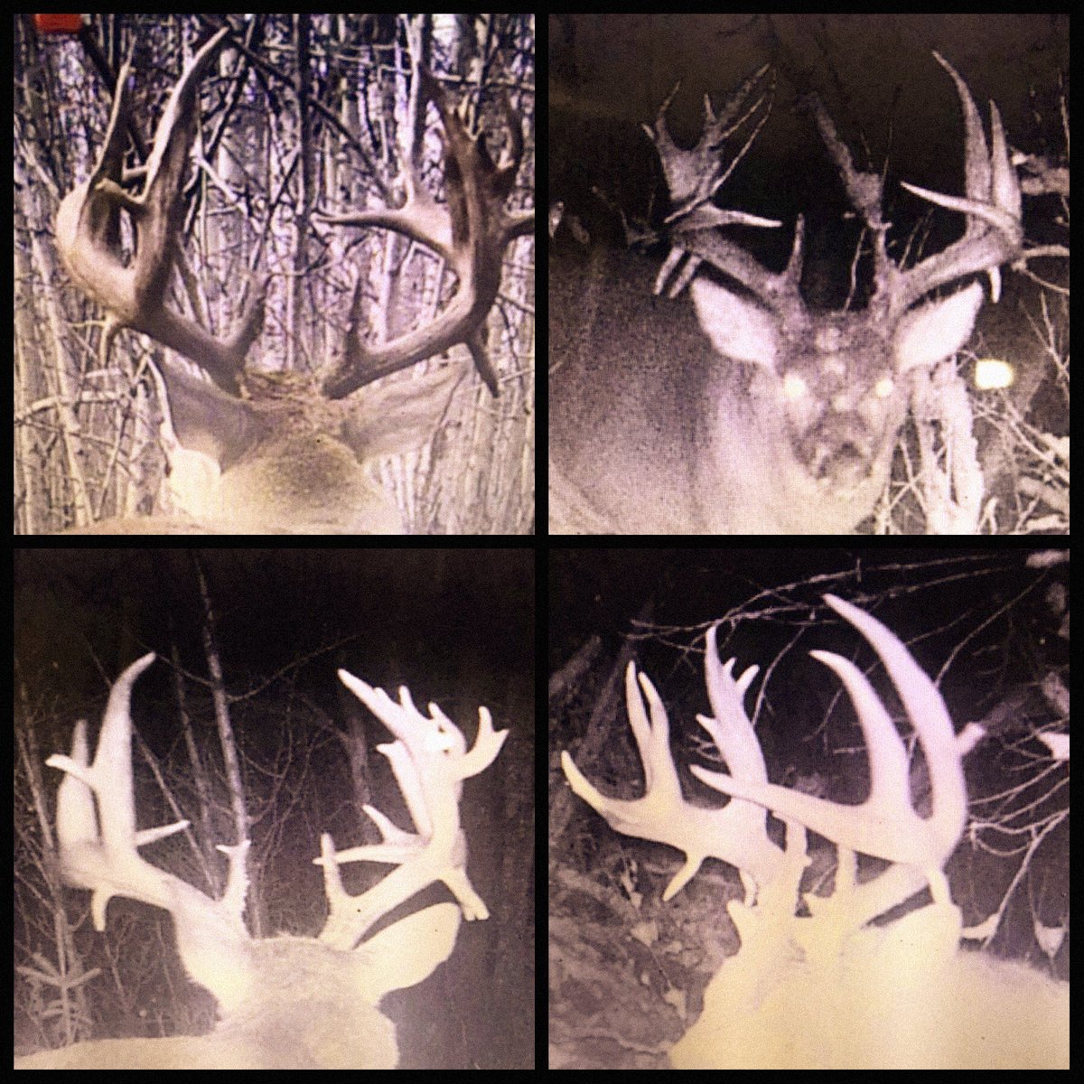 P_I_Outdoors's tweet photo. We all agree with Andrew when he says โIโm sure going to miss chasing this old beast.โ Weโd all heard the stories, seen the sheds, seen the trail cam pics...for years! The Ghost Buck is what legends are made of. #ghostbuck #11yearsold #season2 #huntpure @NAWhitetail https://t.co/48fb2wKSvj
