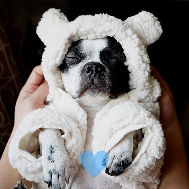 #tbt to when I was a newborn 👶🏻... just kidding! Mom is sad she missed my baby days, so may I present this fake baby portrait where I’m obviously full grown but still puppin adorable #YoureWelcome #ShesKindaCrazySo #IDoItForTheTreats #DontJudgeMe🤷🏻‍♀️
.
.
.
.
#badassbost…