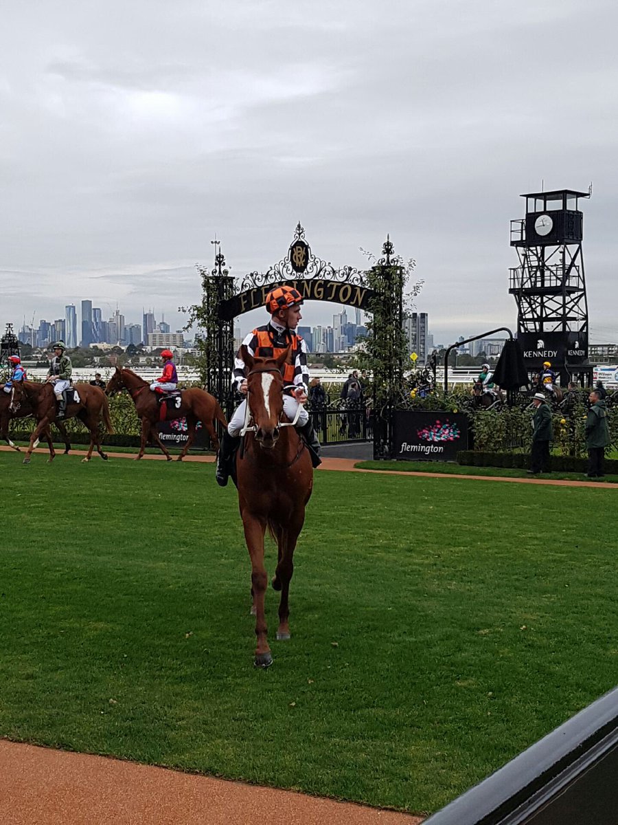 RacingBennett's tweet photo. Very Proud of our little Filly Goldifox finishing hard at Flemington yesterday she is a promising type moving forward @Destroystens @Racing @parnham_97 @Shadwell1Phil @mmsnippets purchase by Foxwedge @NewgateFarm #GOGOLDI https://t.co/jCZeJr77qf