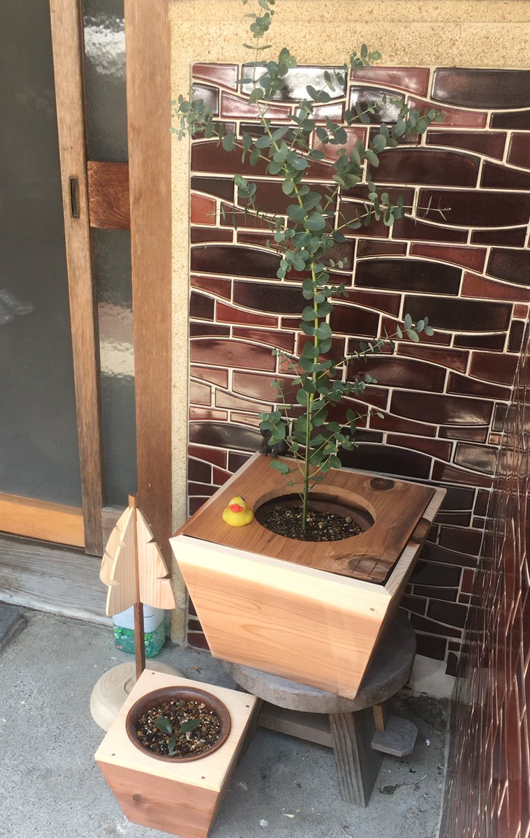 imasusugi's tweet photo. 玄関にユーカリの木を飾りました。

なんでもその匂いから虫除けにもなるそうです。
確かに匂いがするな〜って思って眺めていたら、虫除け消臭剤が隣に置いてありました！

他にも色々と育ててみたいと買ってきました。
あまり大きくなってくれないといいです…。 https://t.co/Ln5X0BvcBz