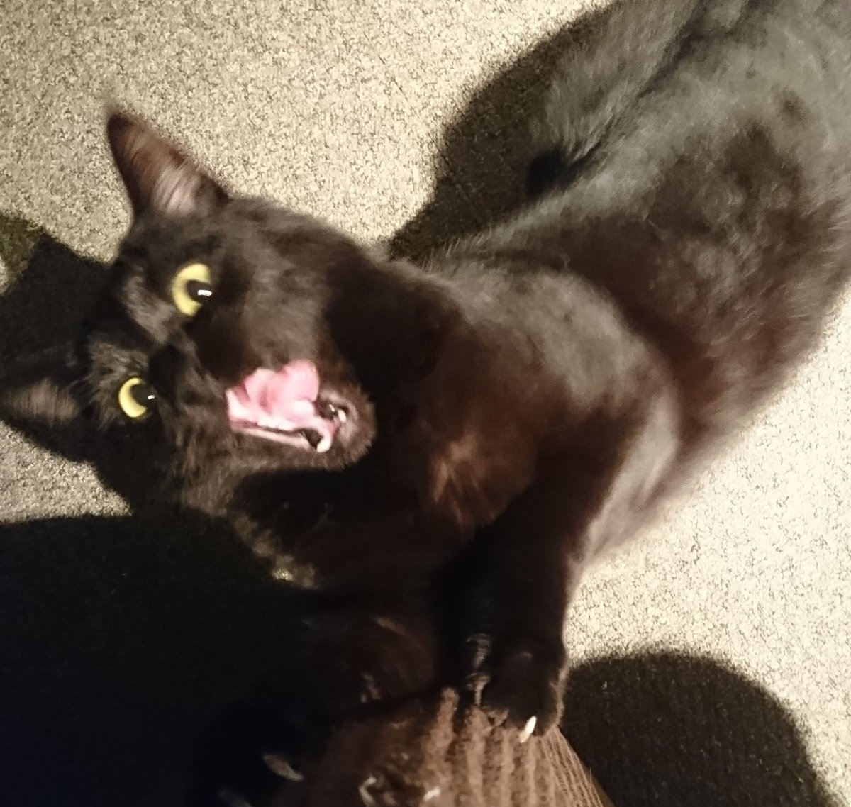 Day two with Luna. This is her energy level at all times. @lenfantvon