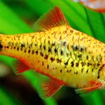 Photo by Arizona Fishkeeping (@azfishkeeping)