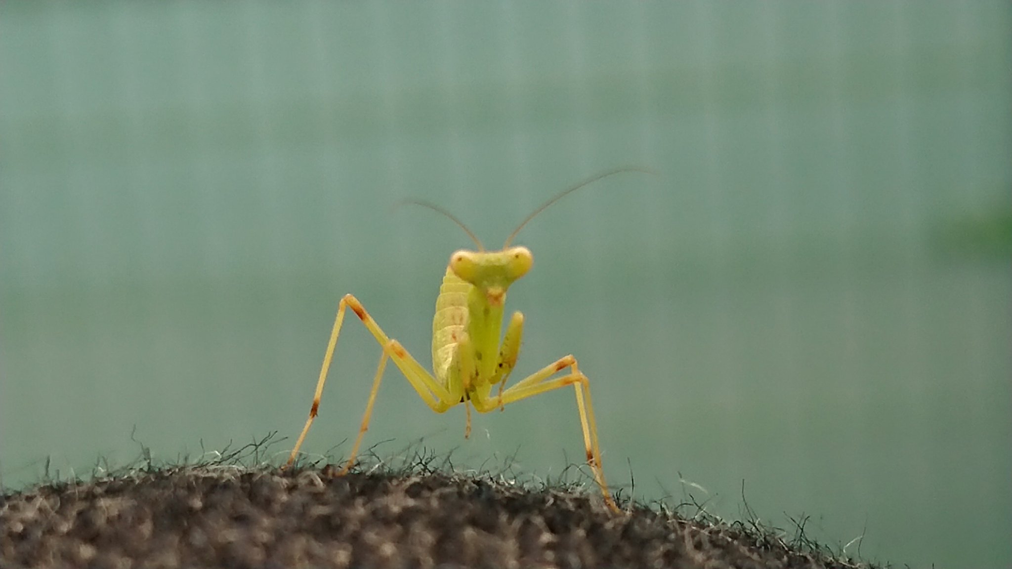 Tonao カマキリ ネタがないで テニスコート私の膝上 風景 カマキリの赤ちゃんを捕まえてパシャリ ピンボケ 昆虫会の食物連鎖の上位に君臨するスターの卵 このサイズ 2 だと子供達も触れるようです ネコ もいいけどカマキリも可愛いですよ