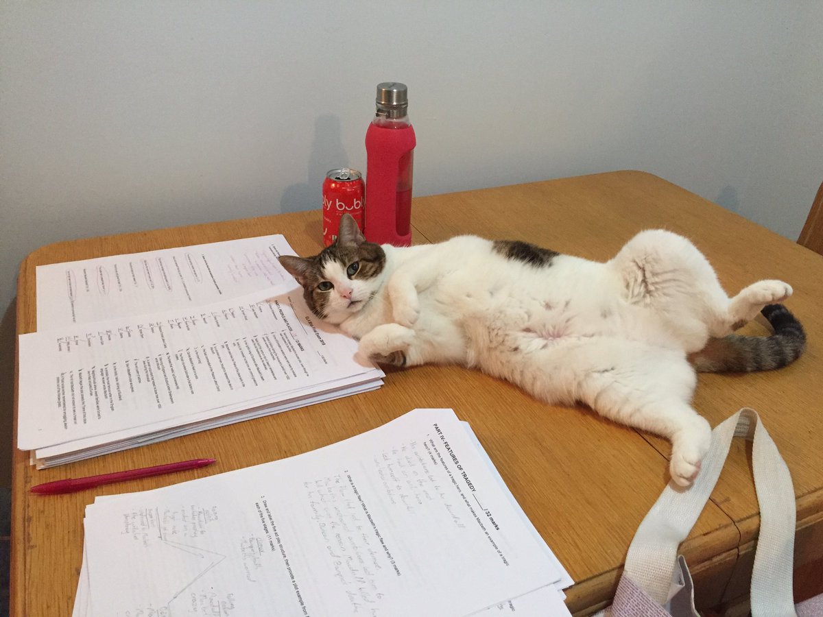 N_Squi's tweet photo. Surprisingly, this is not as helpful as it looks #finals #teacherlife #Caturday https://t.co/tRP1qgkkqr