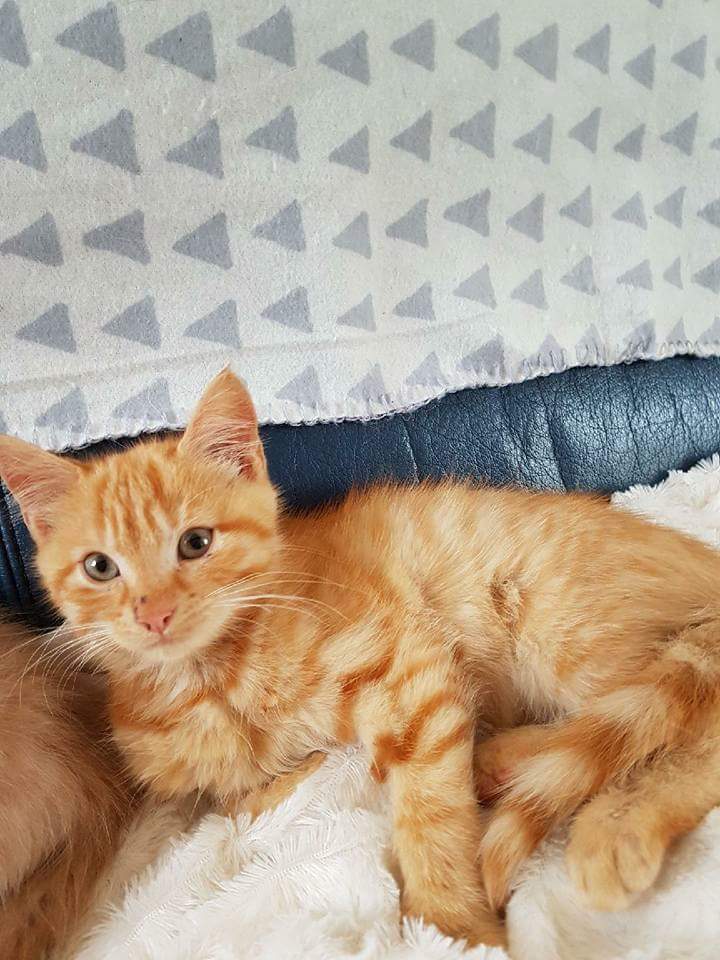 Respectons's tweet photo. Nos #chatons et #chats recherchent leur #famille pour la vie ! Aujourd'hui dimanche 24 juin de 10h à 19h à l'Animalis (6-12 rue de la Remise Neuve) à Sainte Geneviève des Bois #dept91 ainsi qu'une #collecte de nourriture pour nos nombreux protégés #animaux #veneznombreux 😸 RTSVP https://t.co/qQwZF8VYqK