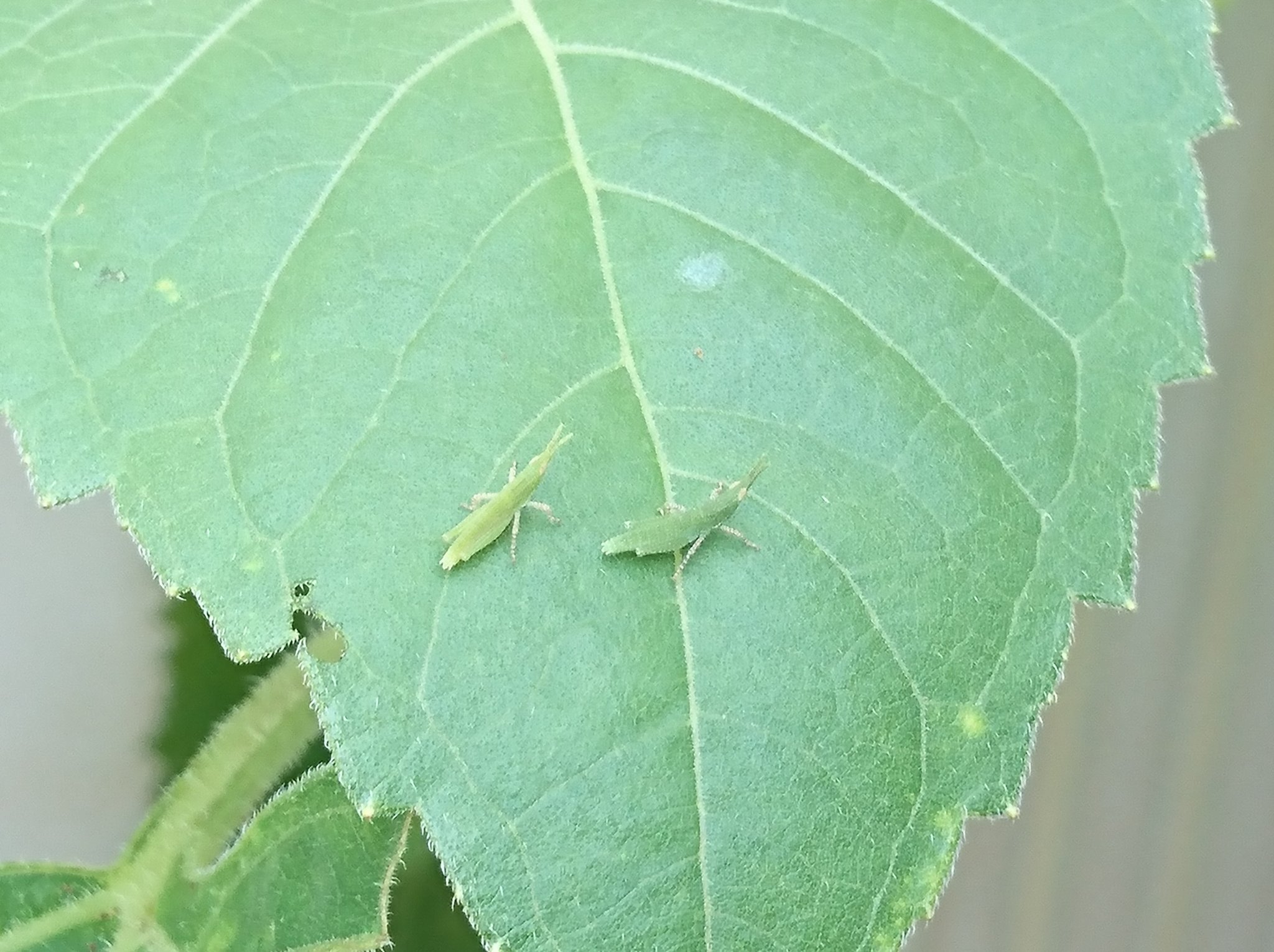 さくらばつかさ 今年もショウリョウバッタが来てくれた 10匹くらいいる 小さい まだ1センチくらい T Co 33hvoazgzi Twitter