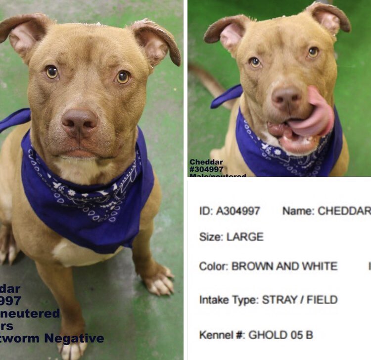 reddogsusie's tweet photo. #TN #MEMPHIS
🆘🆘URGENT Cheddar 2yo hw- one happy soul, a real lap dog who adores affection &amp; gives lots of kisses😍 great manners - this boy is the perfect pet! Needs out of a packed shelter NOW! Pls #ADOPT #PLEDGE #RESCUE #FOSTER #A304997
https://t.co/m3EoUwvcxt https://t.co/PNTXVayd3N