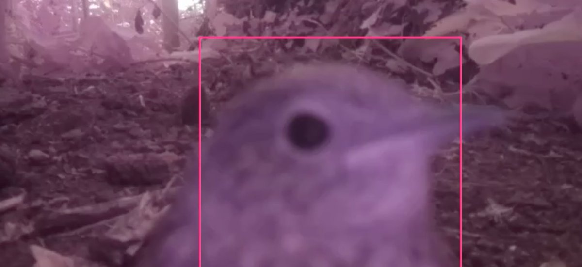 andysc's tweet image. A robin checks out our #pizerow camera trap. It’s like @BBCSpringwatch here!