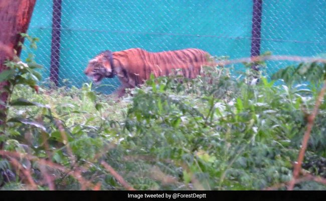 debabrato1's tweet photo. A Tiger's "Historic" 500-km Journey From Madhya Pradesh To Odisha https://t.co/fhPIZvM5pb https://t.co/L7kW4KVHdX