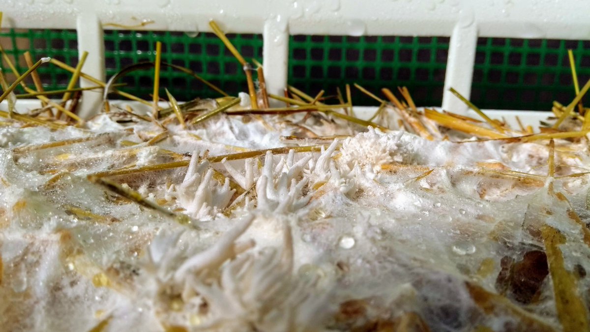 Wirral Mushrooms tweet media