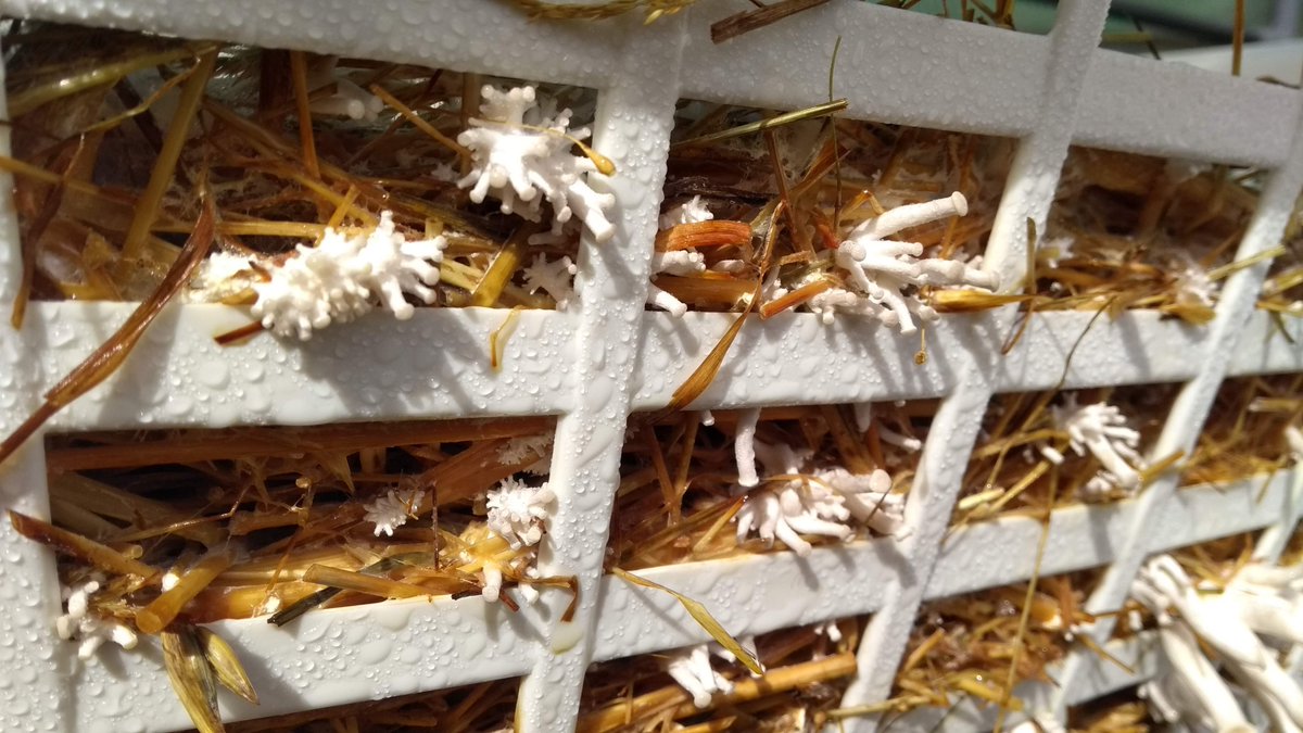 Wirral Mushrooms tweet media