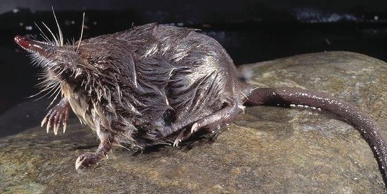 Quaglietta et al. with a great new study in Animal Conservation that uses SSN models to accurately describe distributions of endangered desmans as they contract into mountain headwater refugia fs.fed.us/rm/boise/AWAE/…. Crazy looking little aquatic mammal...