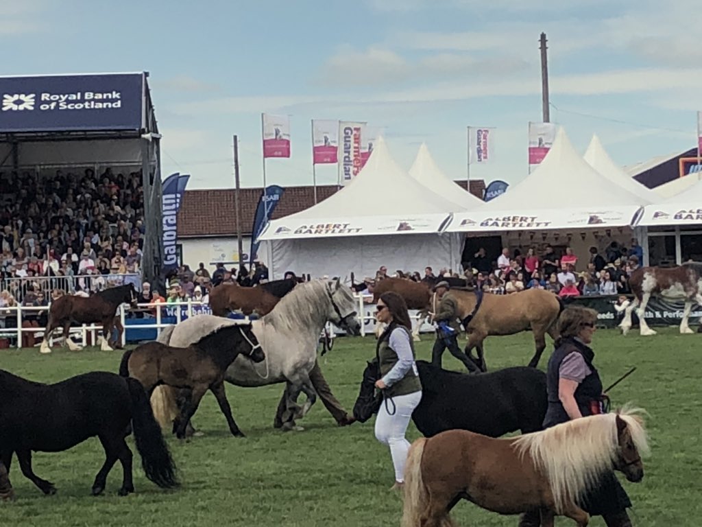 newlandfarm's tweet photo. Saturday’s Grande Parade #RHAS2018 #HighlandShow #MainRing https://t.co/yxdcYpr6sn