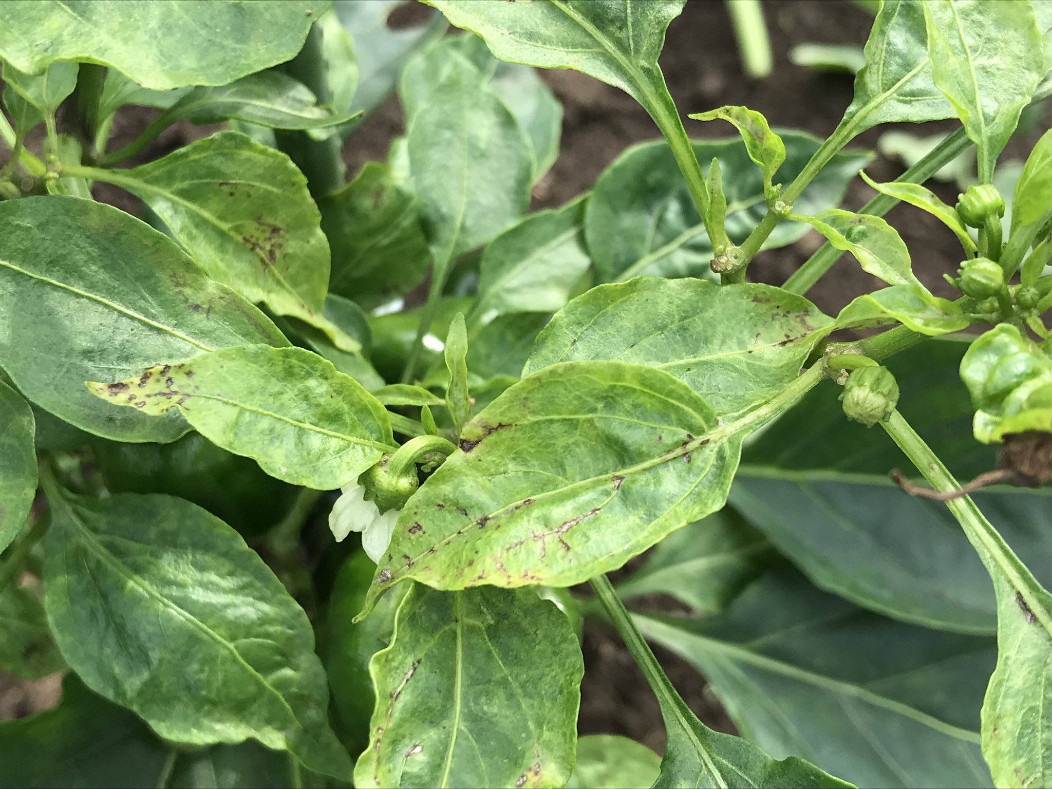 Tomato 家庭菜園 ピーマン の葉が病気になってしまった 殺菌殺虫剤を噴霧して様子見でいいのかな んー T Co Rmhusoqgcq Twitter