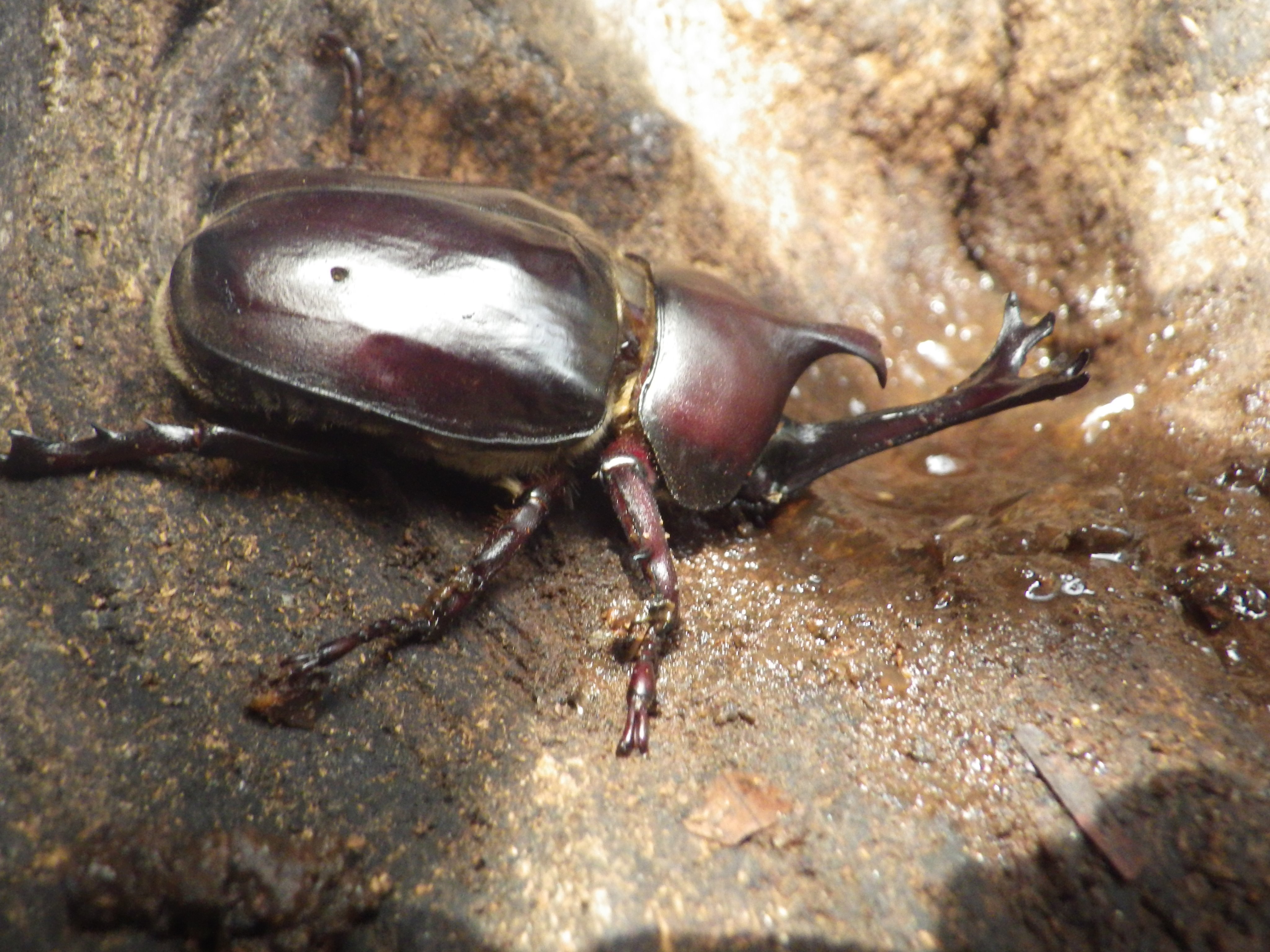 足立区生物園 Pa Twitter 昆虫ドームでは たくさんのカブトムシ を放しています 昆虫ゼリーをペロペロとなめている姿が見られますよ みんな一足先に生物園へカブトムシを見に行こう 生物園 カブトムシ 昆虫 かわいい T Co S9h0bxyfpi Twitter