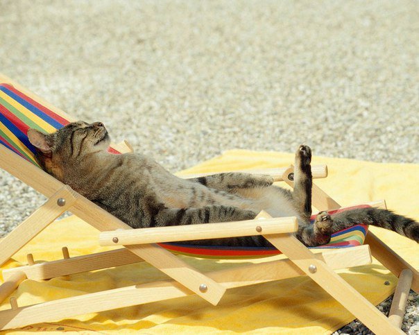 drunktwi's tweet photo. Даже коты уже во всю отдыхают на море, а ты сидишь дома https://t.co/BfAX8soAZH