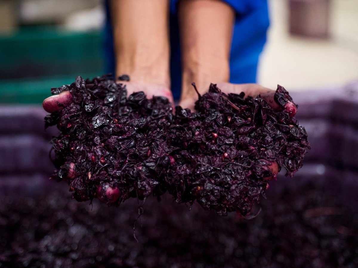 visitpaarl's tweet photo. Winemaking is an art and Paarl is full of artists.
@FairviewWine
#visitpaarl #discoverpaarl #artofwine #finewine #passionforwine #winelover #vineyards #grapes #grapepress 🍇 https://t.co/FFwwEPe3C0