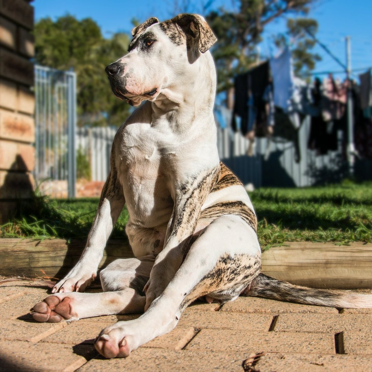 She's still only a puppy