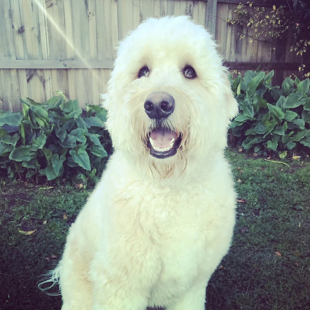 HightonVet's tweet photo. The gorgeous Howie was in for a visit - so cuddley 😍😍
#hightonvet #poodle #vetlife #geelong #puppy #geelongvet #oodles #groodle #moodle #poodle #cavoodle #schnoodle #labradoodle #curlyhair #dogsofgeelong #puppylove #dogsoftwitter #🐶 #geelong #vet https://t.co/4v9TK3Cuhp