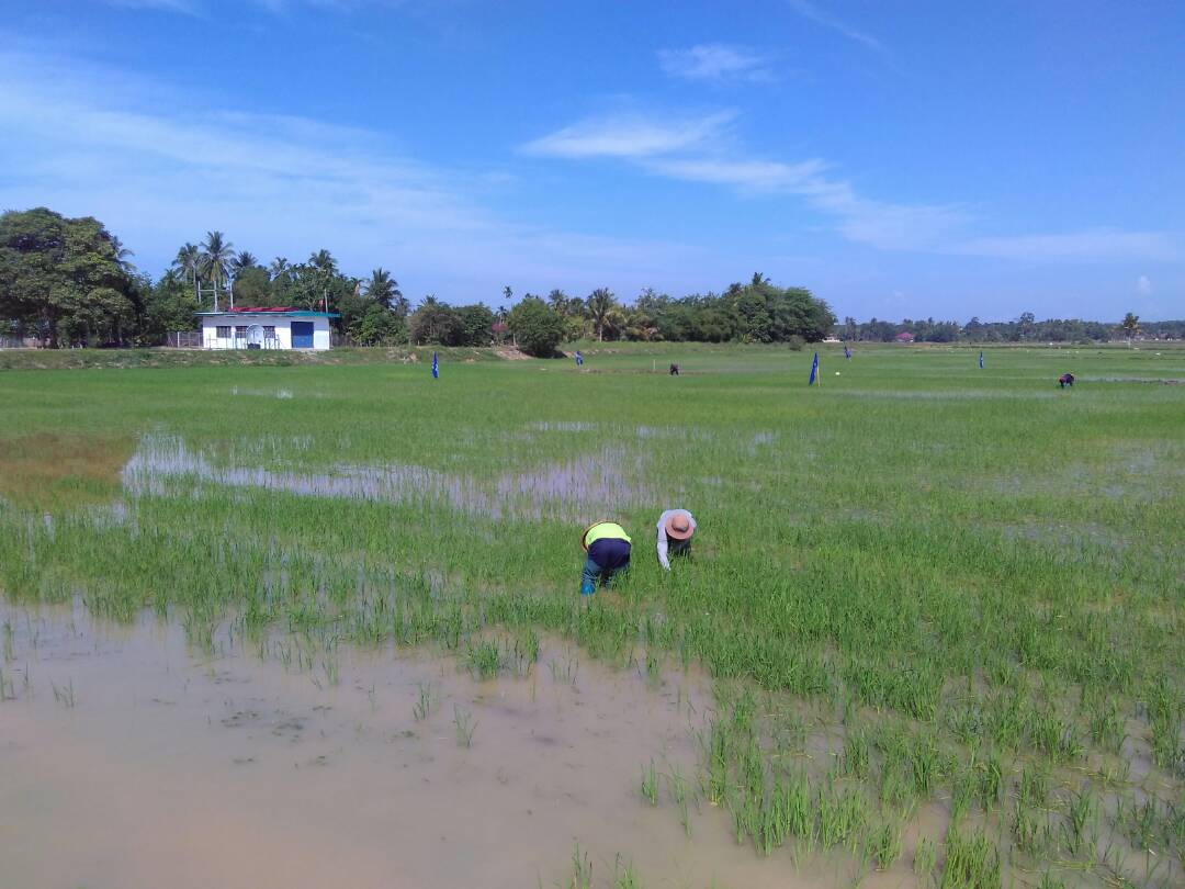 bme_mada's tweet photo. Aktiviti kutipan data serangan tikus: Projek kawalan tikus menggunakan ultrasonic https://t.co/ZiCi0O94Ru