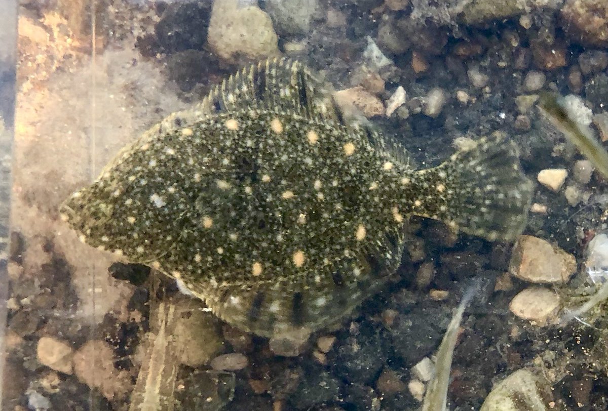 日曜日のガサガサマン 激レア 淡水カレイ 近所の川でガサちなみにオオクチバス稚魚いっぱいで 日曜日のガサガサマン 激レア 淡水カレイ 近所の川でガサちなみにオオクチバス稚魚いっぱいで