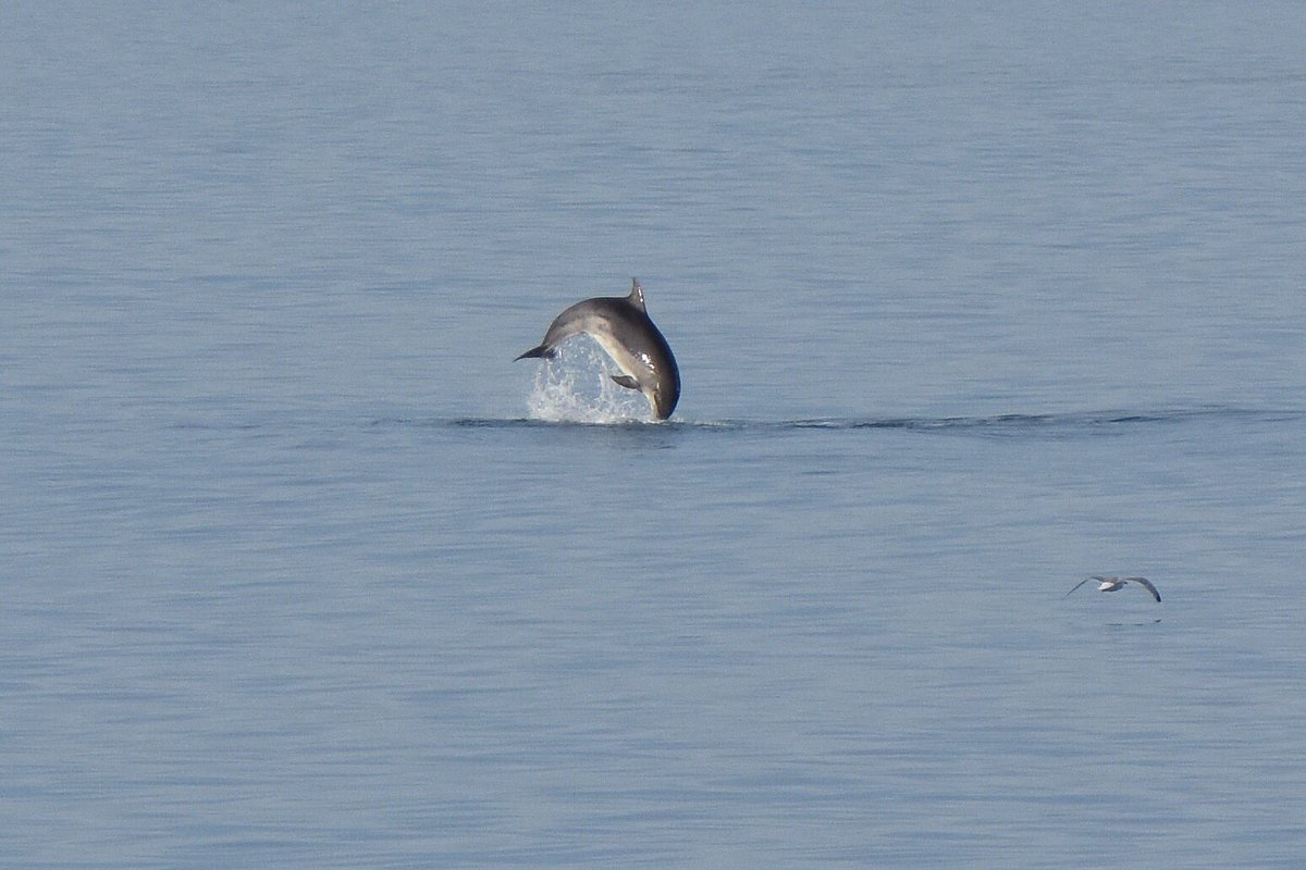 timevans500's tweet photo. @visitceredigion @visitwales @CardiganBay some distance away but lovely to see the dolphins playing at New Quay yesterday https://t.co/zHiDETtFoy