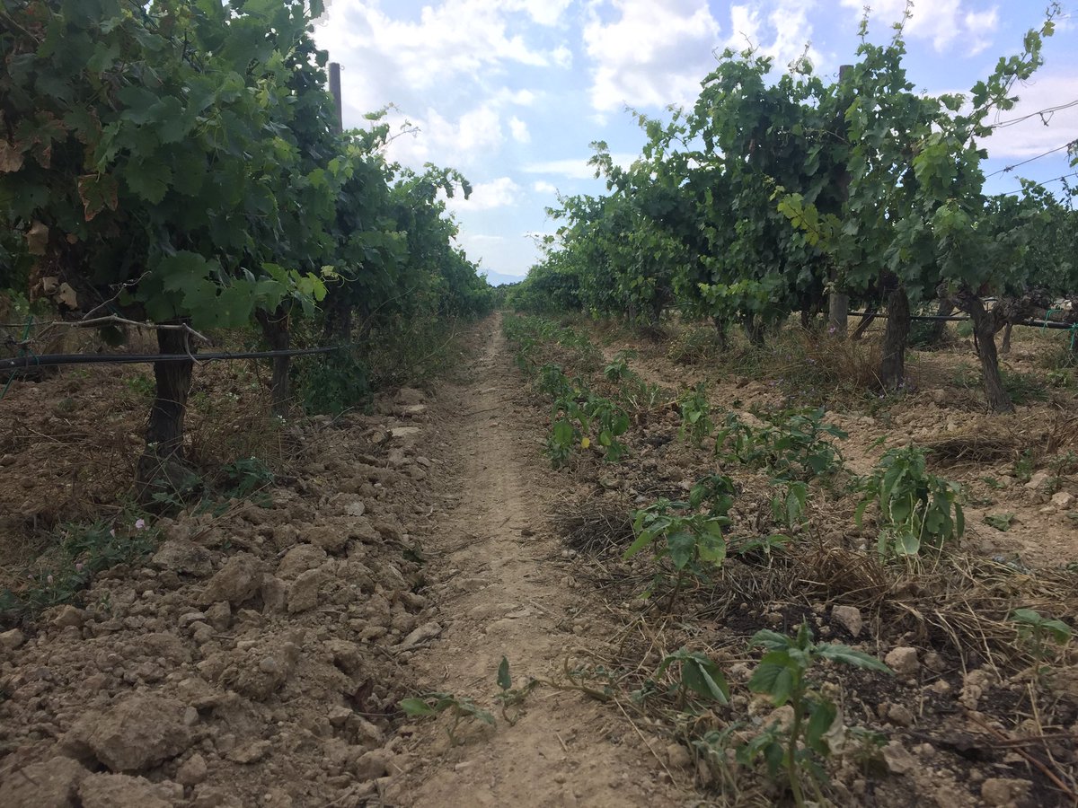 CellerEspelt's tweet photo. #SantJoan també és una festa a la vinya, d’olors i colors, de formes naturals i vegetals, de (vi)da @DOEmporda @EmpordaWine #vicatalà https://t.co/GsIBrPpqm5