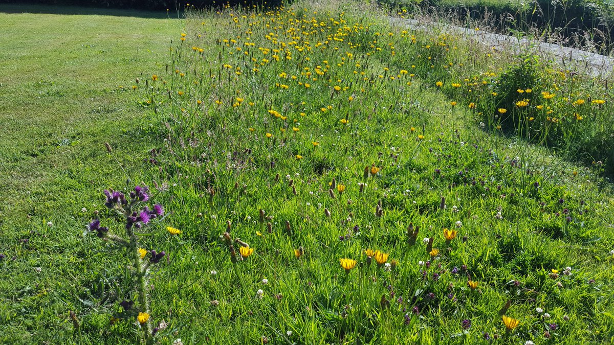 WildLakeland's tweet photo. Ive left a strip of lawn unmown for the last 4 weeks. Amazing what is there. Marsh Thistle, tonnes of Catsear, Rough Hawkbit, Selfheal, White Clover, Knapweed, Common Mouse-ear. 
The Bees and Butterflies love it! 
Everyone with a lawn should try it! https://t.co/6LvCrqO9GF