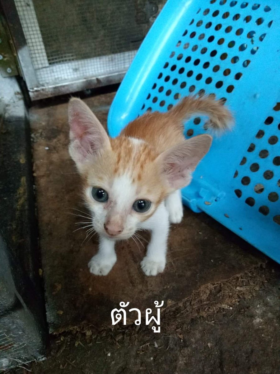 DSmin tweet media