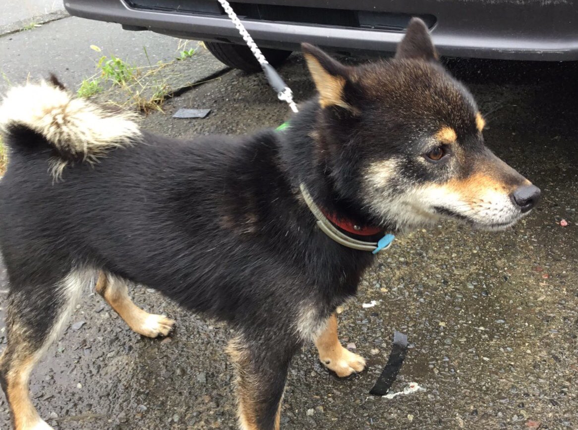 Yu_mrosh's tweet photo. 知り合いのうちで保護されたオスの芝犬です。
弥生線のABC付近の道路の中央を放浪しているところを保護しました。
赤い首輪をしています！
何か知っている方いましたら連絡ください。
#富士市#迷子犬#芝犬 https://t.co/kxdpG9lZht