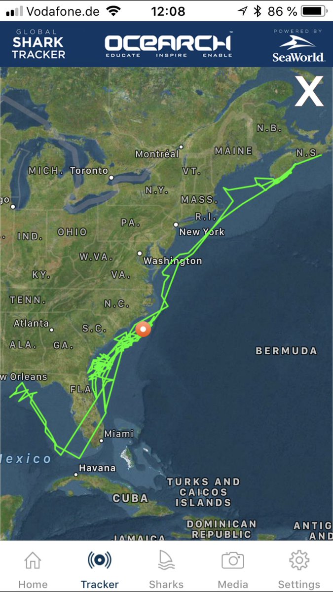 Some sharks are traveling amazing distances, but also seem to like shortcuts, crossing Florida, twice! #sharktracker