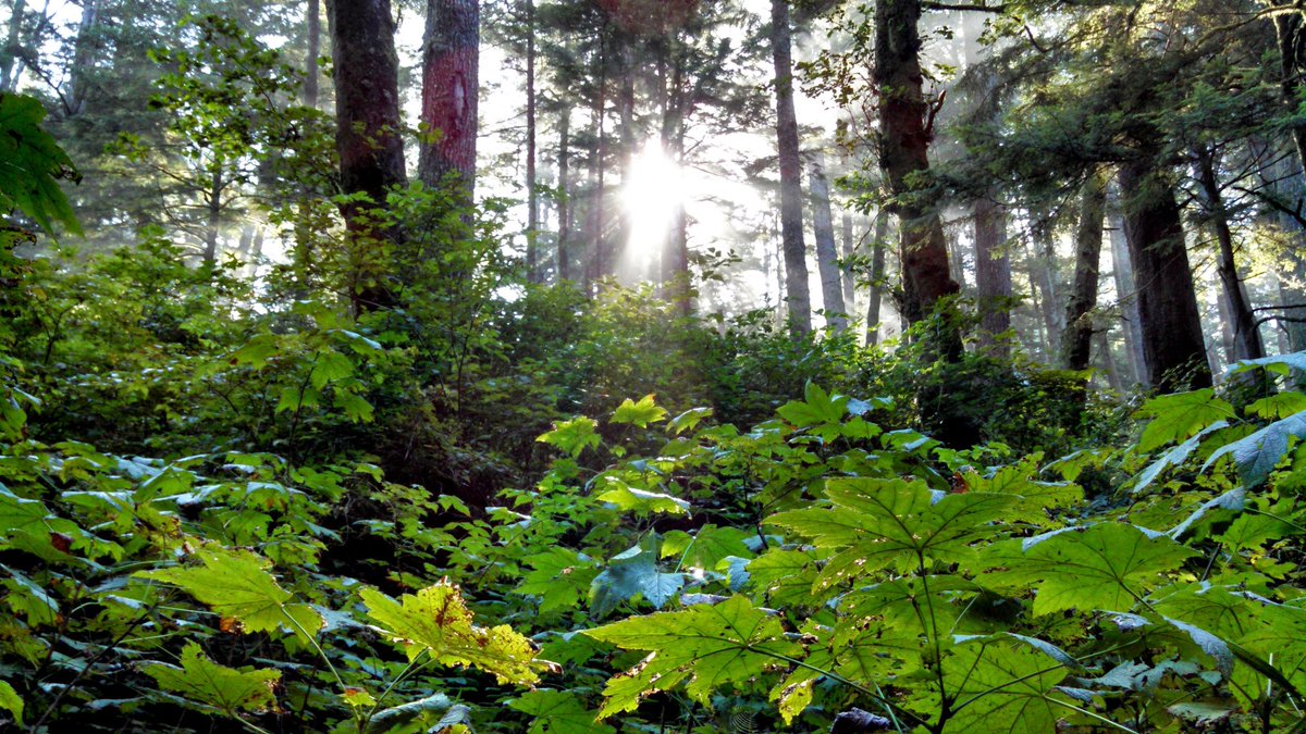 ForestServiceNW's tweet photo. "No sun outlasts its sunset, but it will rise again &amp; bring the dawn."
— Maya Angelou #SundayMorning https://t.co/60u8h1D5aK