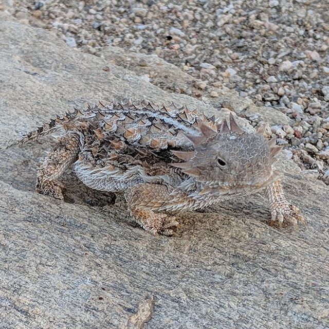 FarEndGear's tweet photo. #hornedlizard #hornytoad #hikearizona #arizonahiking #arizona_hiking #hiking #hikeaz #herpetology #trailrun #trailrunning https://t.co/0Nvxw3uo0R https://t.co/eB837TXkiZ