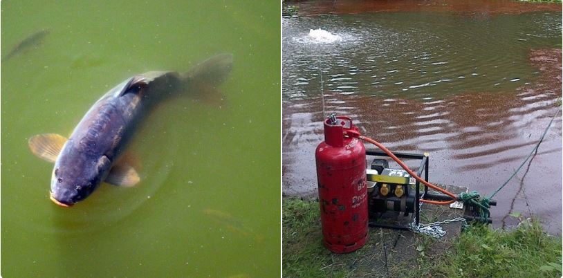 EnvAgencyAnglia's tweet photo. Our staff are operating aeration equipment in the area to raise dissolved oxygen levels and support aquatic life. Please report sightings of fish in distress to our incident hotline number 0800 80 70 60 https://t.co/Avlc6kWU4s