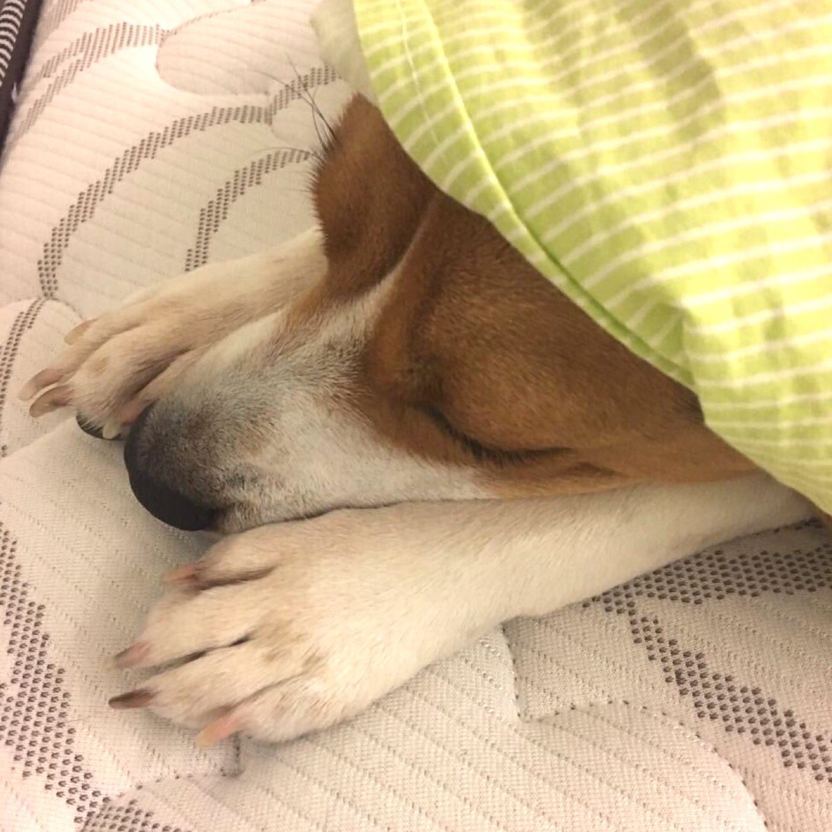 beaglefacts's tweet photo. A #beagle requires multiple naps per day to have sufficient energy to maintain the levels of mischief required by the breed standard. #beaglefacts

📷 @MalluTheBeagle / Twitter https://t.co/5gxwhVjmZv
