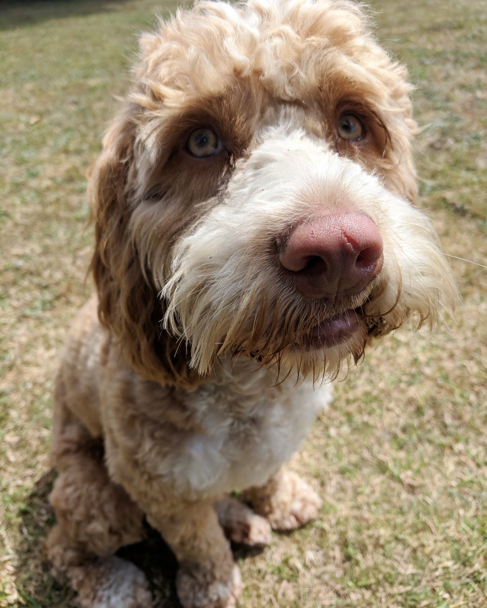 Cockapoo_pops's tweet image. I had such a good time bounding round with flora that I cut my nose open :(