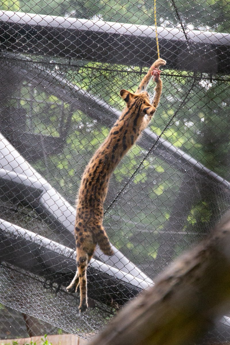 過去最高に長いサーバルキャットの写真が撮れたよ 多摩動物公園のサーバルジャンプで不安になるくらい長い姿を披露 Togetter