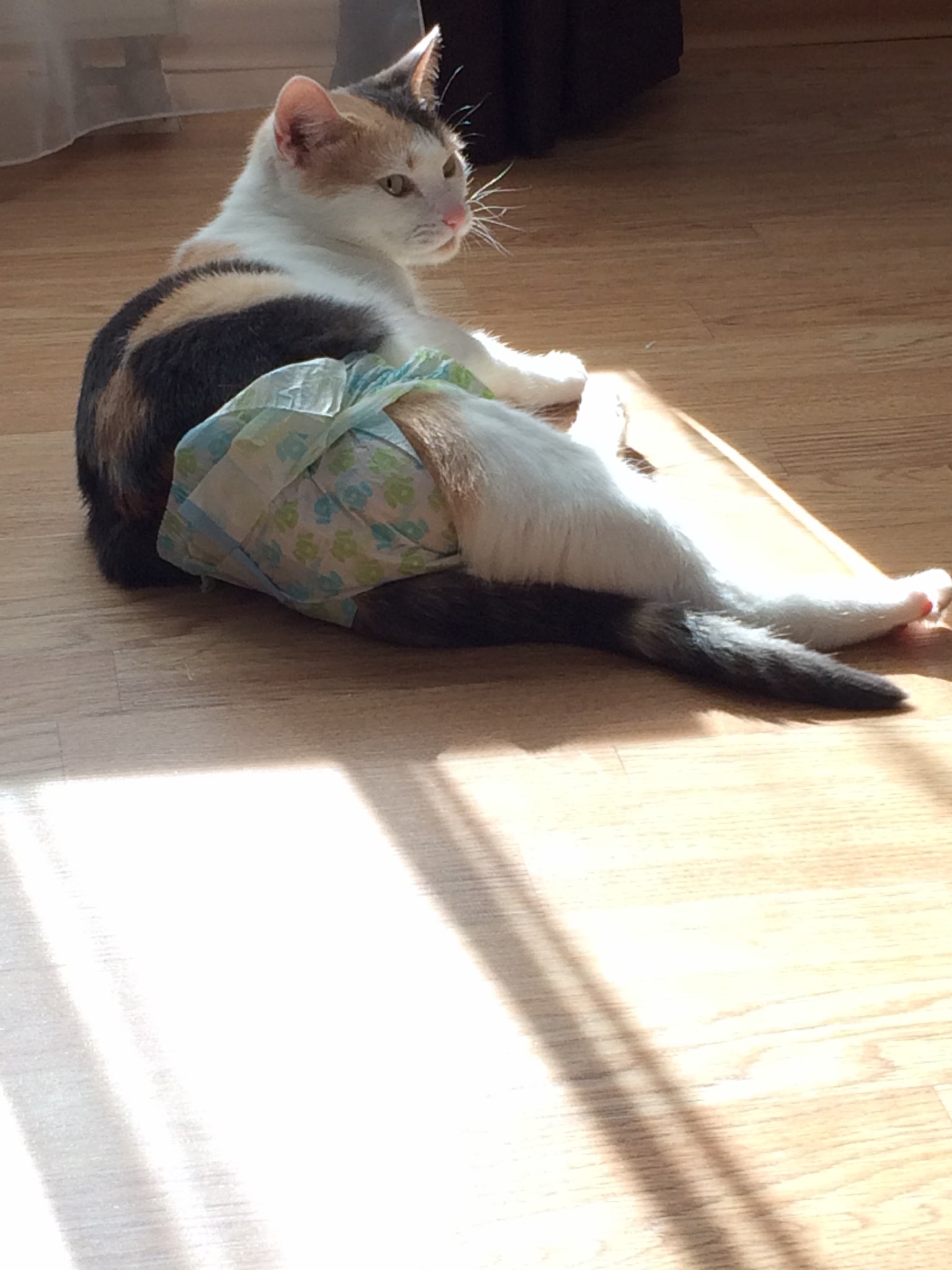 Памперс для кота