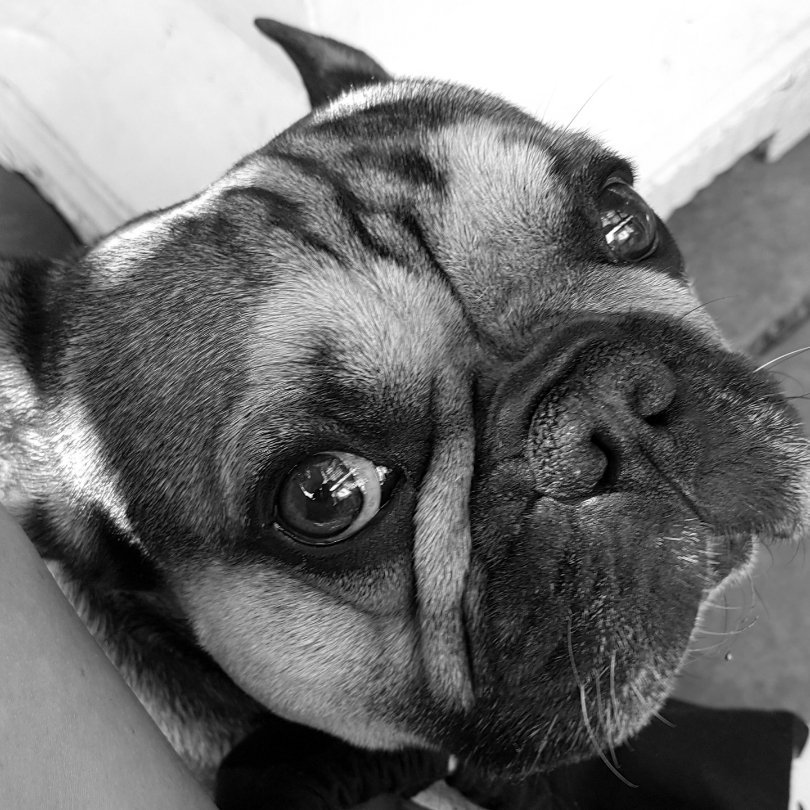 PopiskiWhisky's tweet photo. RUN FREE MEIN SCHATZ! Es tut mir leid, dass ich nicht mehr tun konnte für dich. Ich liebe dich! ❤ https://t.co/XPbzbIsvne
