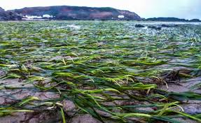 SWielock's tweet image. Blue carbon is the carbon stored and sequestered in coastal ecosystems such as mangrove forests, seagrass meadows or intertidal saltmarshes.  The #BlueCarbon summit is 23 days away.  events.globallandscapesforum.org/blue-carbon-su…
