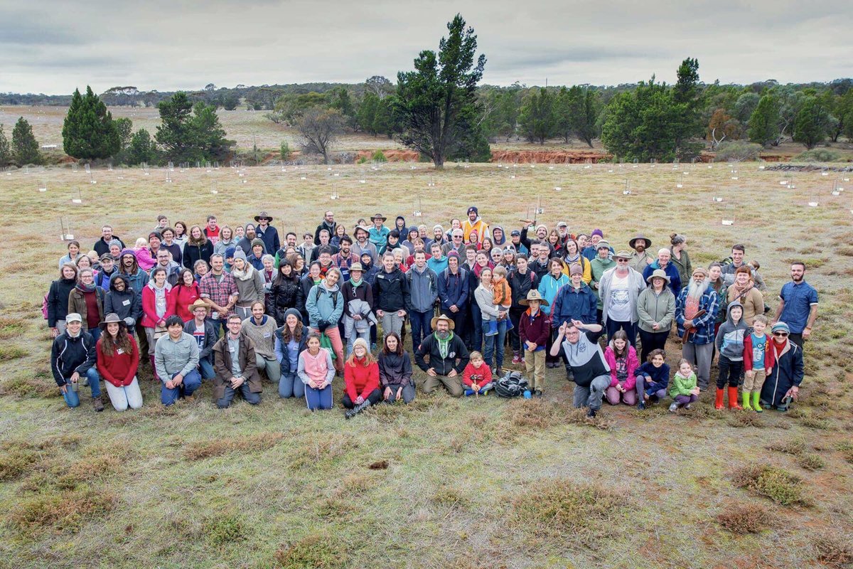 BioR_Aus's tweet photo. We had over 100 wonderful volunteers at our Planting Festival today! 🙌 Thank you from all of us here at the BioR team 🙏 Without your help we could not have planted, guarded and watered ALL of our seedlings. Now they're well on their way to becoming habitat for wildlife 🌱💚 https://t.co/LWuHJjbdoq
